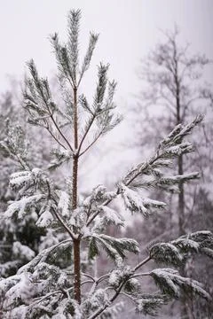 A tree in winter Stock Photos