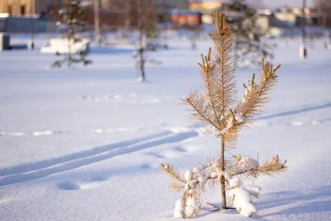 Tree, winter scene. Tree under the winter frost, natural background photos. Stock Photos