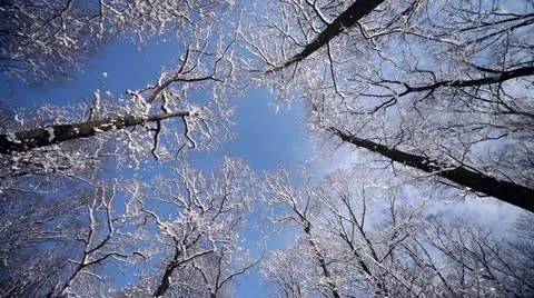 Tree in Winter With Snow Stock Footage 16039069