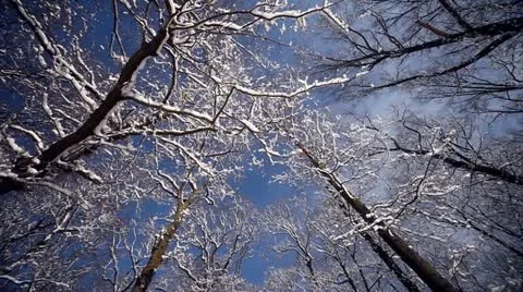 Tree in Winter With Snow Stock Footage 16039208