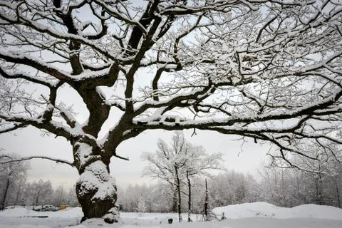 Tree in winter with snow 스톡 사진