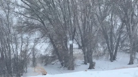 Tree in Winter Snow in Prescott Video stock 264940266