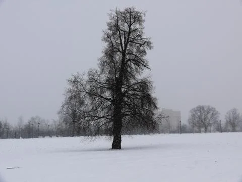 A tree in winter standing alone Stock-Fotos