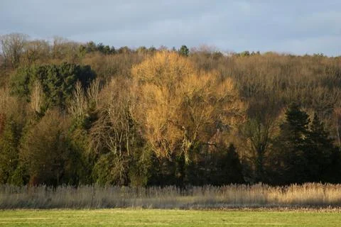Tree in a winter sun Stock Photos
