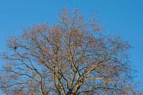 Tree in the winter treetop no leafs and clear blue sky Stock Photos
