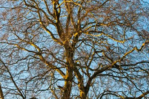 Tree in the winter treetop no leafs and clear blue sky Stock Photos
