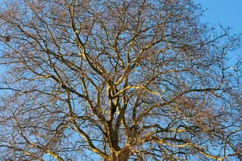 Tree in the winter treetop no leafs and clear blue sky Stock Photos