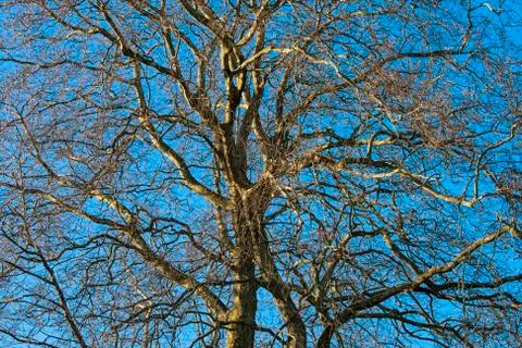Tree in the winter treetop no leafs and clear blue sky Stock Photos
