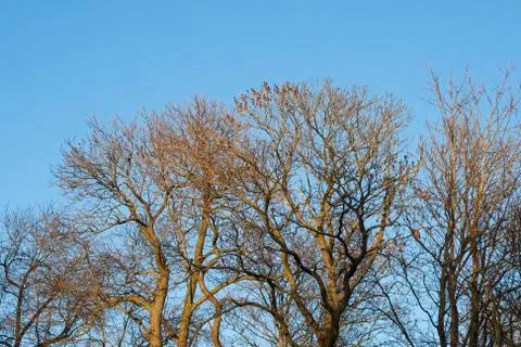 Tree in the winter treetop no leafs and clear blue sky Stock Photos