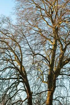 Tree in the winter treetop no leafs and clear blue sky Stock Photos