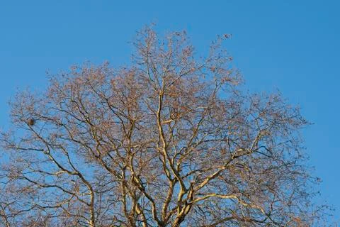 Tree in the winter treetop no leafs and clear blue sky Stock Photos