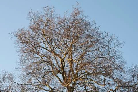 Tree in the winter treetop no leafs and clear blue sky Stock Photos