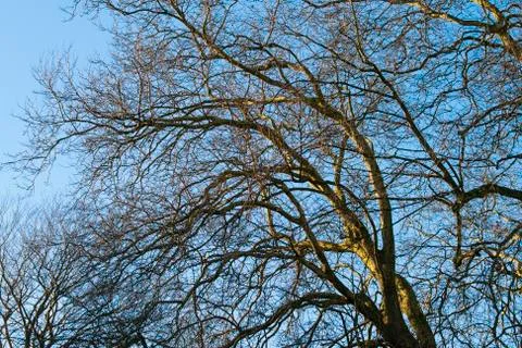 Tree in the winter treetop no leafs and clear blue sky Stock Photos