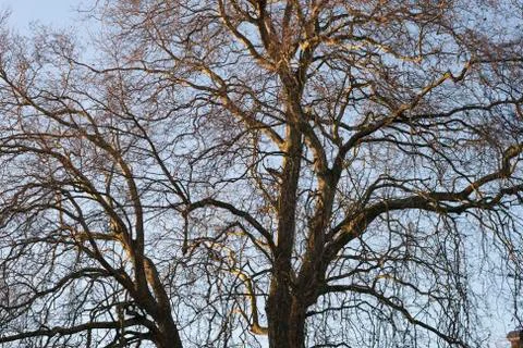 Tree in the winter treetop no leafs and clear blue sky Stock Photos