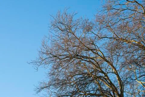 Tree in the winter treetop no leafs and clear blue sky Stock Photos