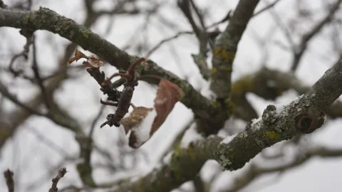 Tree in winter without leaves. It is snowing. Video stock 146513025