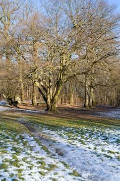 Tree in Winter's Grip Stock Photos
