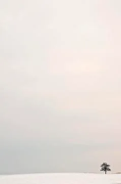 Tree in wintertime Stock Photos