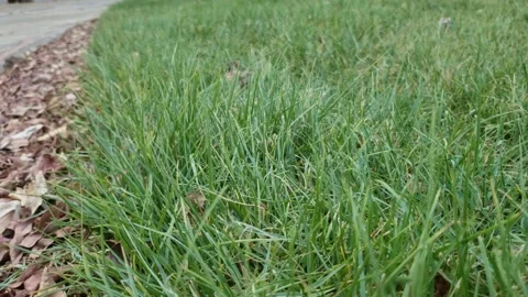 The tree of wishes in Riyadh Stock Footage 136182911