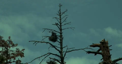 Tree with Witch's Broom Stock Footage 292724799