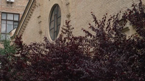 A tree withA crimson tree with a brick building in the background. Stock Footage 273608591