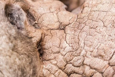 Tree without bark close-up, unusual texture.... tree without bark close-up, u Foto stock