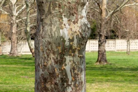A tree without bark. Plane tree or Chinar. Stock Photos