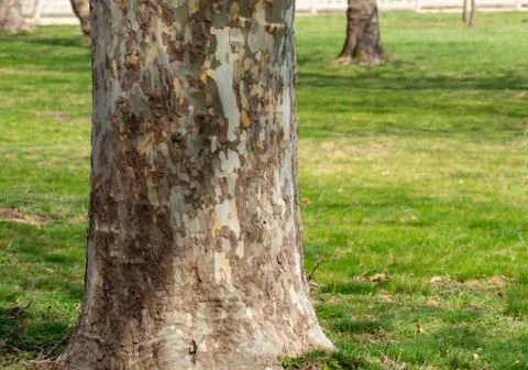 A tree without bark. Plane tree or Chinar. Stock Photos