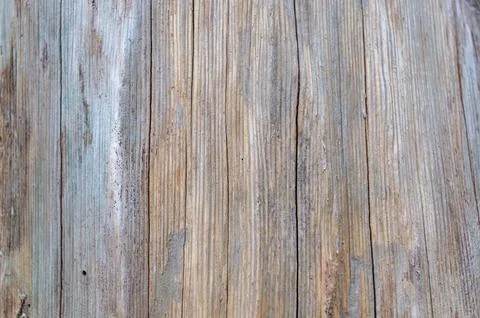 Tree without bark removed for the production of corks for wine Stock Photos