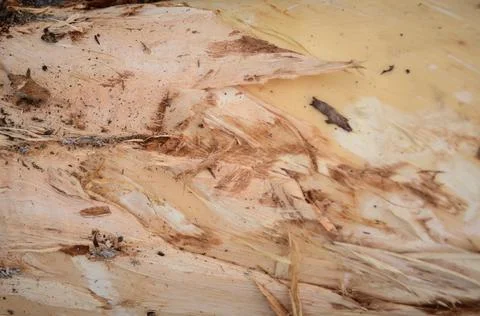 Tree without bark, texture, background, wood Stock Photos