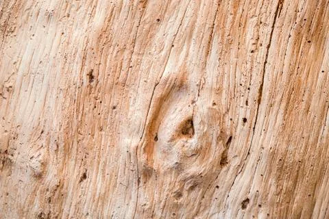 Tree without bark texture. Bright beautiful wood texture. Stock Photos