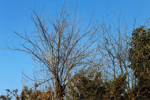 A tree without its leaves Stock Photos