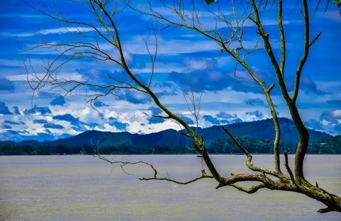 A tree without leaf with beautiful sky Stock Photos