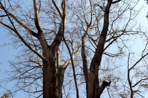 Tree without leaf taken under bright sun. Stock Photos