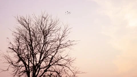 Tree without leafs and birds flying. Stock Footage 271204204