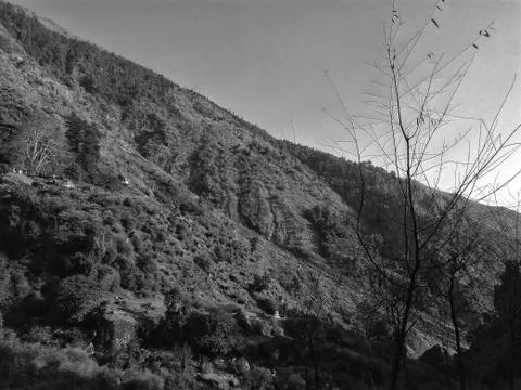 Tree without leafs Stock Photos