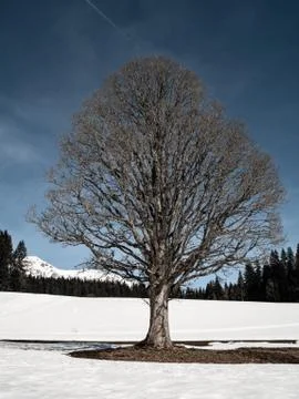 Tree without leafs at winter - Austria Ramsau Stock Photos