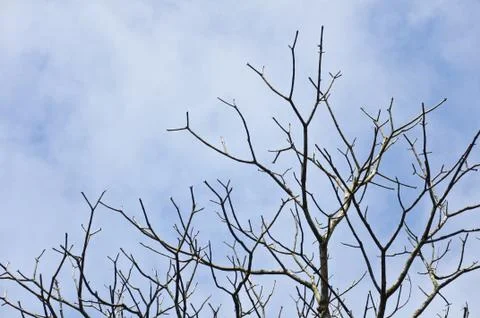 Tree without leave with blue sky Stock Photos