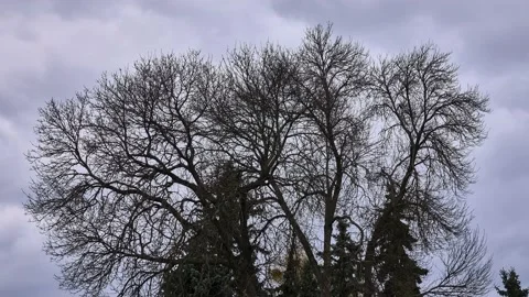 A tree without leaves against the background of a gloomy cloudy sky with flyi Video stock 187129341