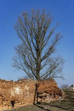 A tree without leaves against a brick wall. Futuristic landscape, apocalypse Stock Photos