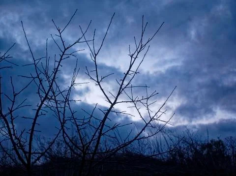 Tree without leaves against cloudy sky in the evening Stock-Fotos