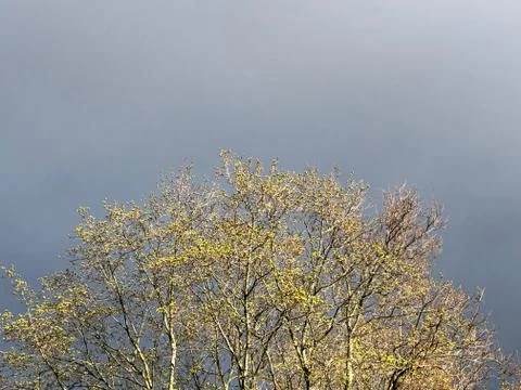 A tree without leaves against a dark sky. The sky before the spring thunderst Stock Photos