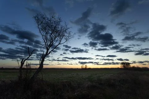 A tree without leaves against the evening sky with clouds Stock Photos