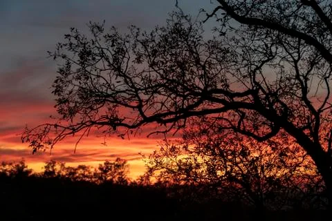 Tree without leaves against the light, at sunset, with orange, yellow and blu Stock Photos