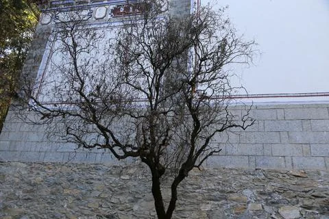 Tree without leaves against old stone wall with painted mural Stock-Fotos