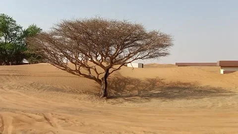 Tree without leaves alone in the desert Stock Footage 160636085