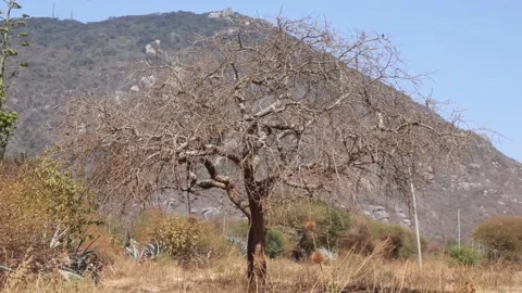 A tree without leaves along the mountain with blue sky Stock Footage 162234985