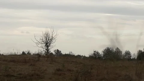 Tree without leaves among a yellowed field with dry grass sways in the wind  Stock Footage 286094567