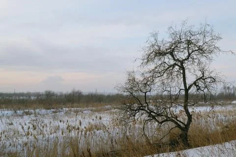 Tree without leaves and dry grass against the backdrop of a winter landscape Stock Photos