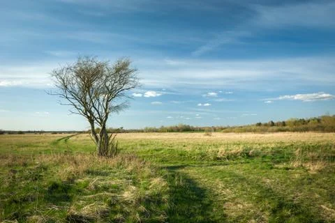 Tree without leaves and grassy road through wild meadows Stock Photos